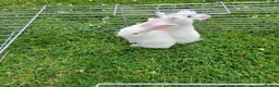 New Zealand rabbits for sale: New Zealand White rabbits (6 weeks old) - Advert 5