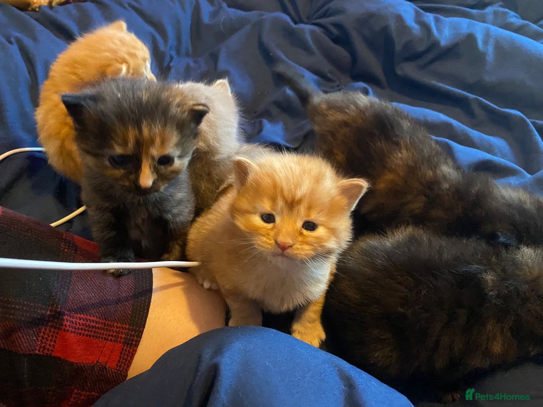American Shorthair cats for sale: 6 kittens  - Image 8