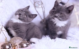 Mixed Breed cats for sale: Ragdoll X  British shorthair  - Image 7