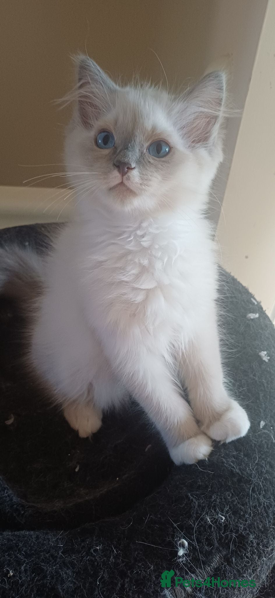 Ragdoll cats Beautiful Ragdoll kittens Ready for new homes. - Advert 3