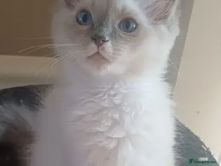 Ragdoll cats Beautiful Ragdoll kittens Ready for new homes. - Advert 1