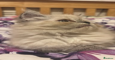 Persian cats - Advert 5