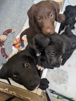 Mixed Breed dogs - Advert 8