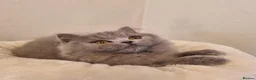 British Longhair cats for sale: Gorgeous Blue Longhair Kitten Neutered  - Advert 6