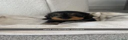 Miniature Dachshund dogs for sale: miniature dachound teckels  - Advert 1