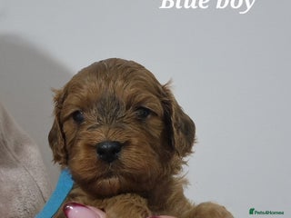 Cockapoo dogs Beautiful F1 Cockapoo puppies - Advert 5