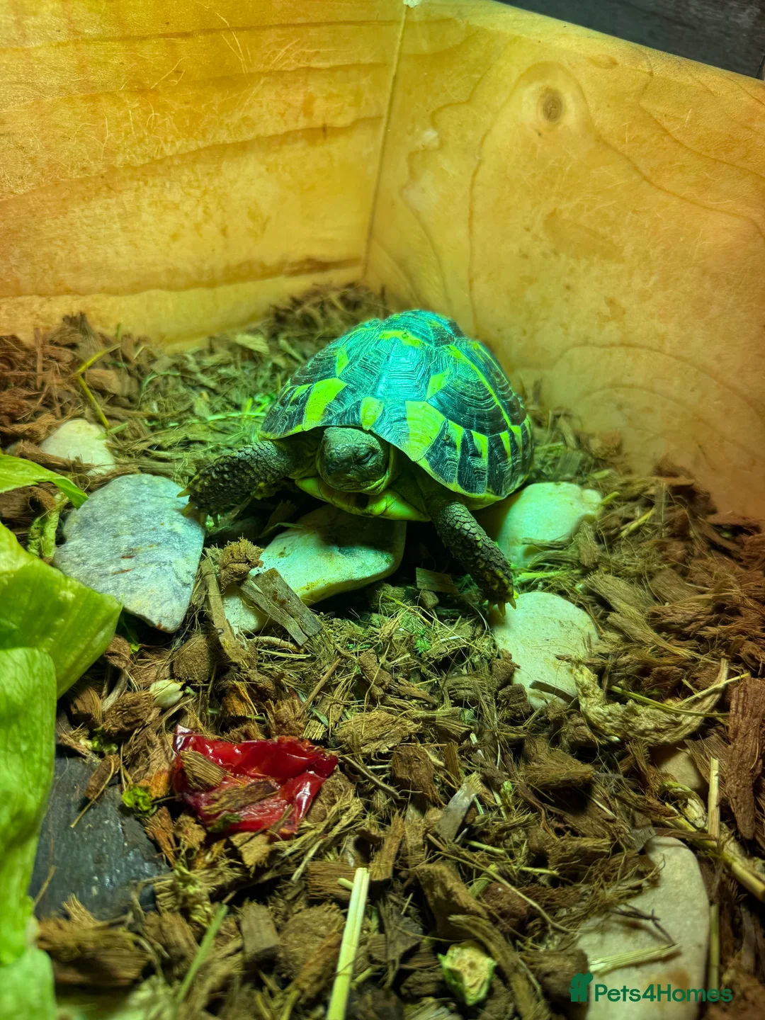 Hermann Tortoise reptiles for sale: Western dwarf Tortoise - Advert 1