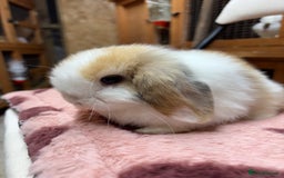 Dwarf Lop rabbits for sale: Stunning friendly dwarf lops  - Image 18