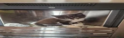 Mixed Breed cats for sale: 2 girls ready to go  - Advert 7