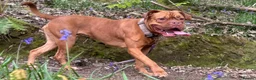 Dogue De Bordeaux dogs for sale: Ivy the loving Dogue de Bordeaux in Saint Austell - Advert 7