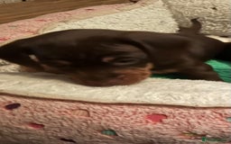 Miniature Dachshund dogs for sale: 1 girl & 3 boys ready Now Mini Dachshunds  - Image 9