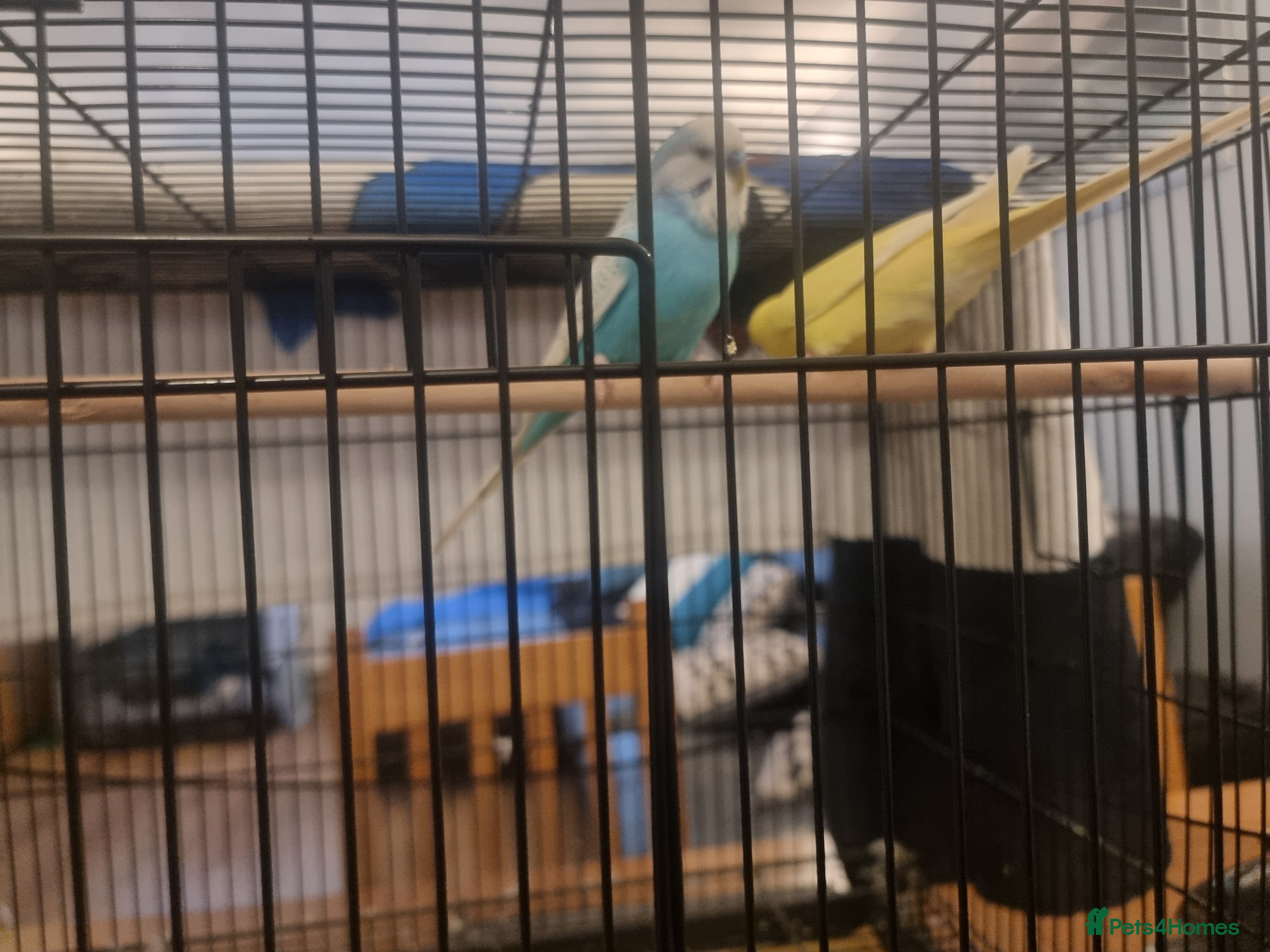 Budgerigars birds Two budgies and cage - Advert 17