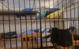 Budgerigars birds for sale: Two budgies and cage - Image 1