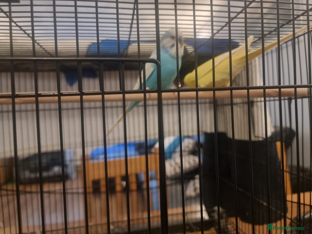 Budgerigars birds for sale: Two budgies and cage - Image 1