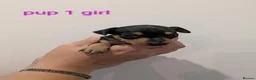 Miniature Pinscher dogs for sale: Miniature Pinscher Pups seen with mum & dad  in Market Drayton - Advert 11
