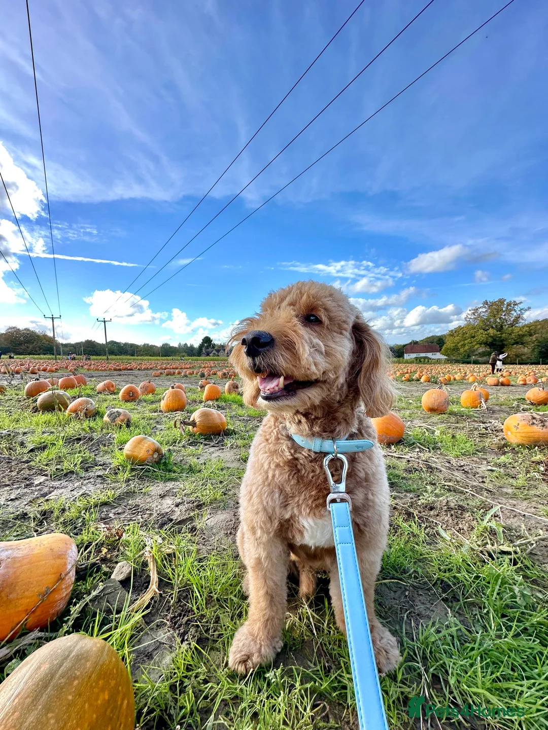 Goldendoodle dogs for stud: Proven Miniature Goldendoodle Stud – Noah 🐾 in London - Advert 3