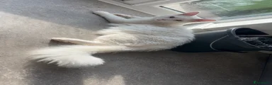 Maine Coon 1
