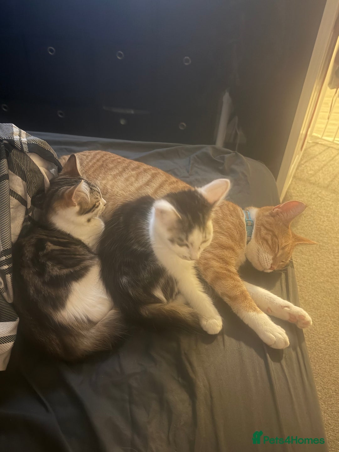 British Longhair cats for sale: 2 female kittens  - Advert 3