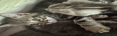 Mixed Breed Kitten 2