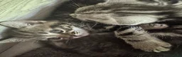 Mixed Breed cats for sale: Little kittens - Advert 4