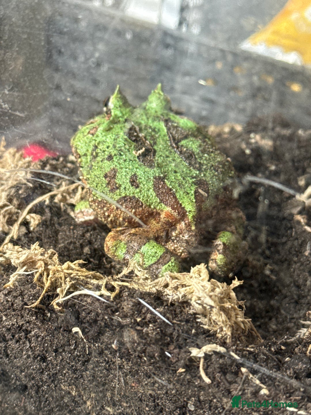 Domestic Shorthair cats for sale: Pacman Frog - Advert 3