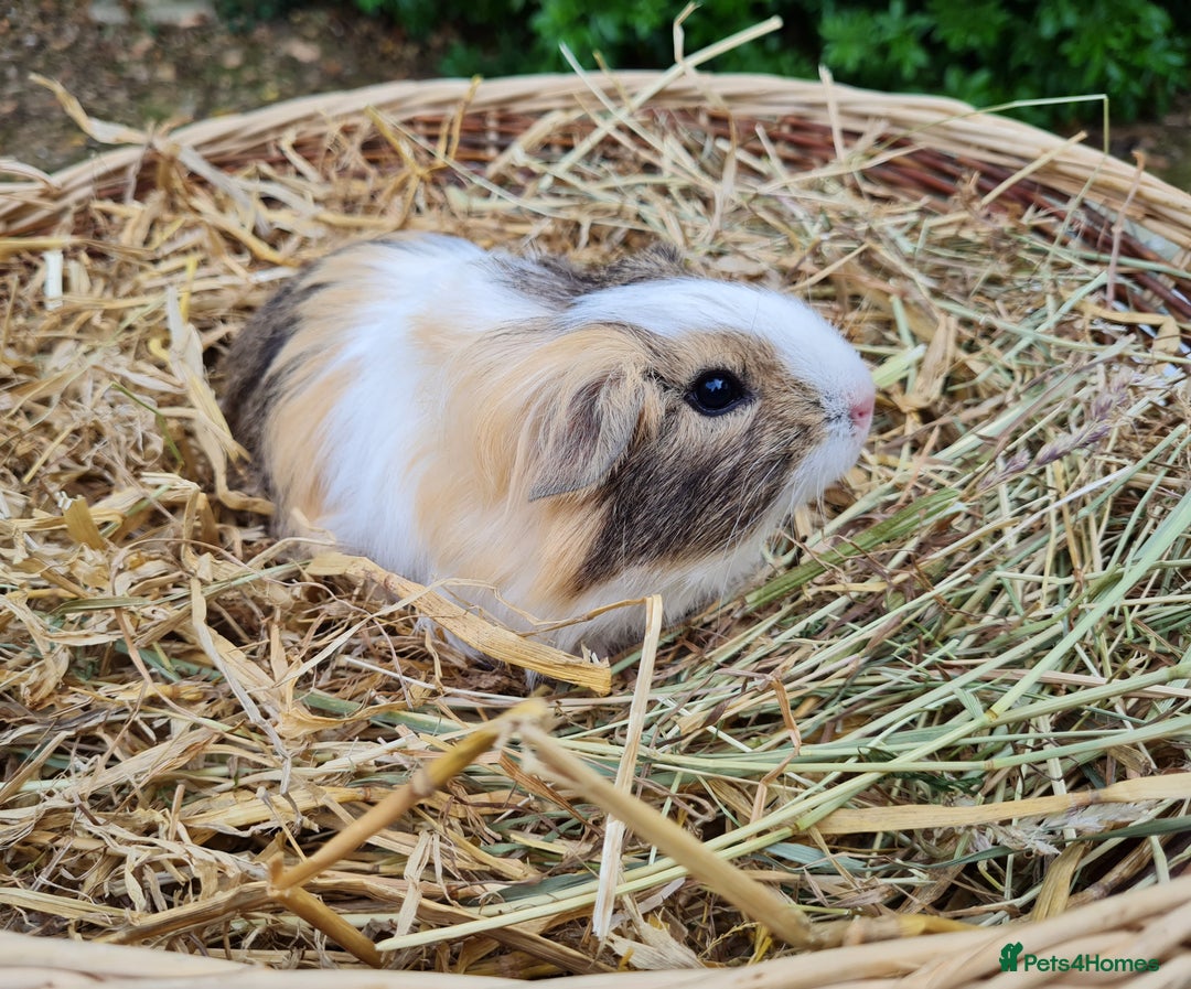 Guinea Pig rodents for sale: Male baby guinea pigs for sale. in Chippenham - Image 10