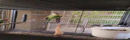 Parakeets birds for sale: Plumhead Pair - Advert 4