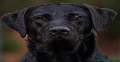 Labrador Retriever dogs - Advert 8