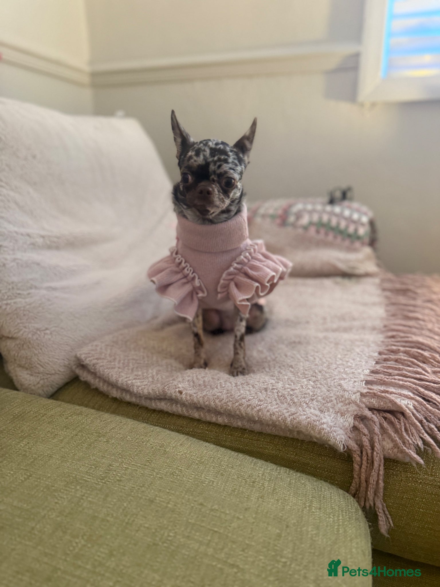 Chihuahua dogs 🤎 Special Silver, Merle & Chocolate Chihuahuas - Advert 1