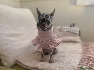 Chihuahua dogs 🤎 Special Silver, Merle & Chocolate Chihuahuas - Advert 1