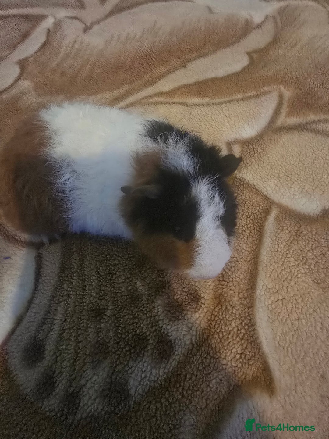 Guinea Pig rodents for sale: Guinea pig baby - Advert 6