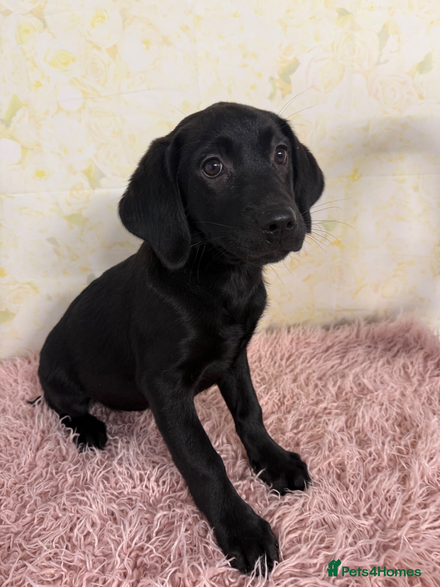 Labrador Retriever dogs 🖤 GORGEOUS Black Labrador GIRLS 🖤 - Advert 2