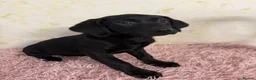 Labrador Retriever dogs for sale: 🖤 GORGEOUS Black Labrador GIRLS 🖤 - Advert 2