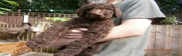 Labradoodle dogs for stud: Hypoallergenic Health Checked Labradoodle PROVEN  - Advert 21