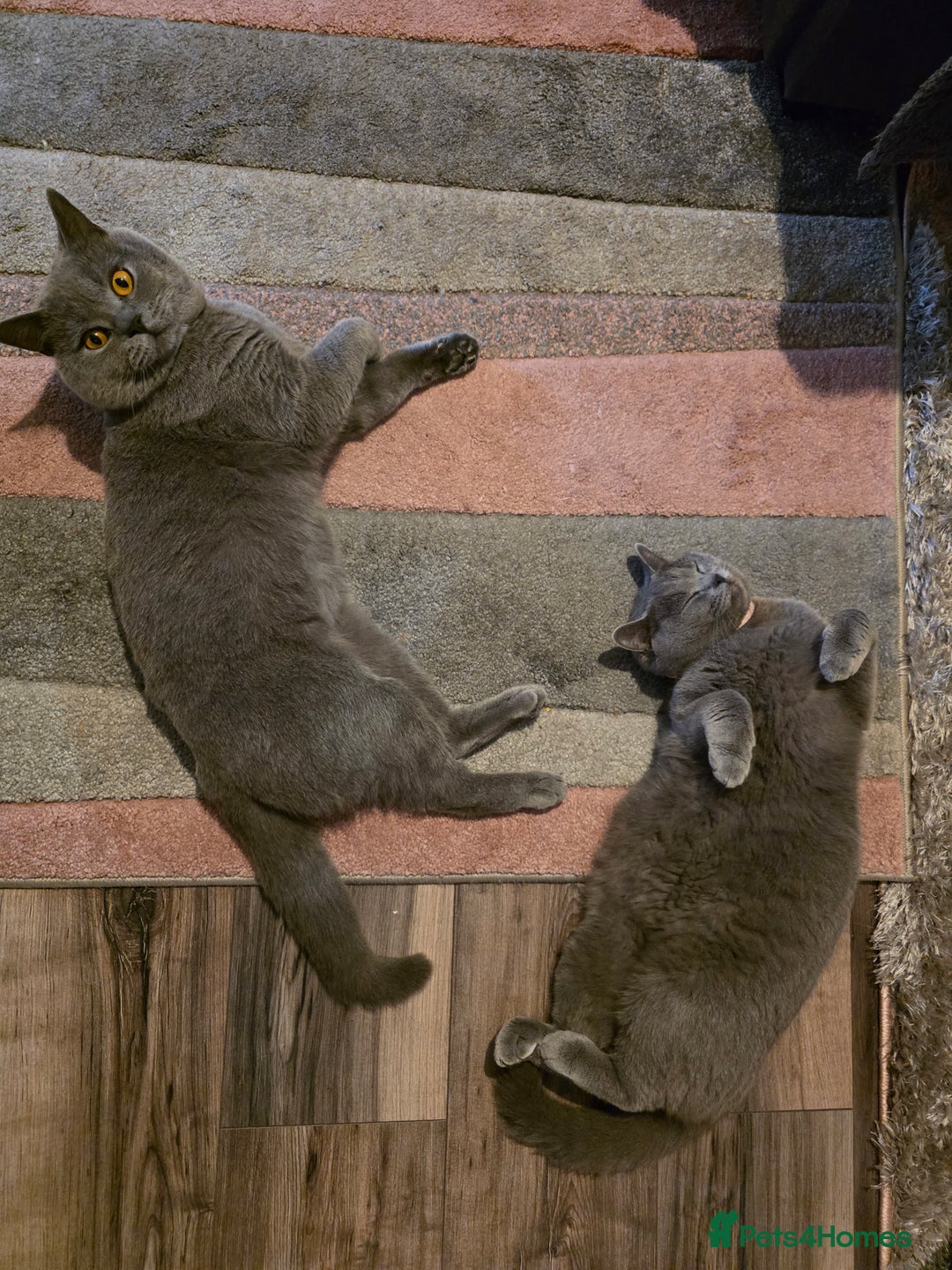 British Shorthair cats for sale: British blue shorthair - Image 7