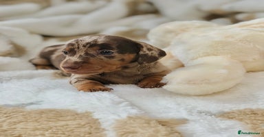Miniature Dachshund dogs - Advert 8