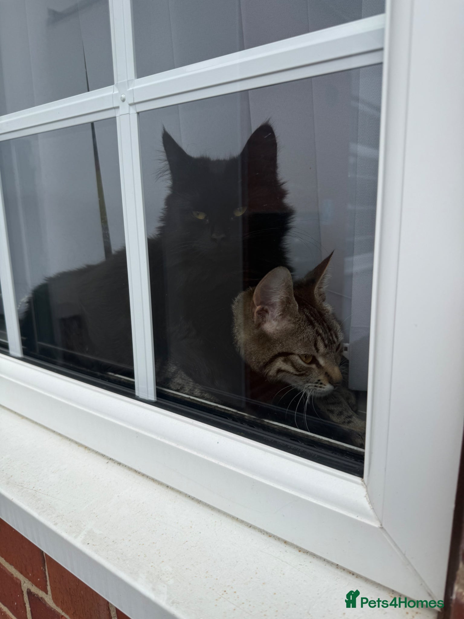 Mixed Breed cats Cats in need of rehoming - Advert 1