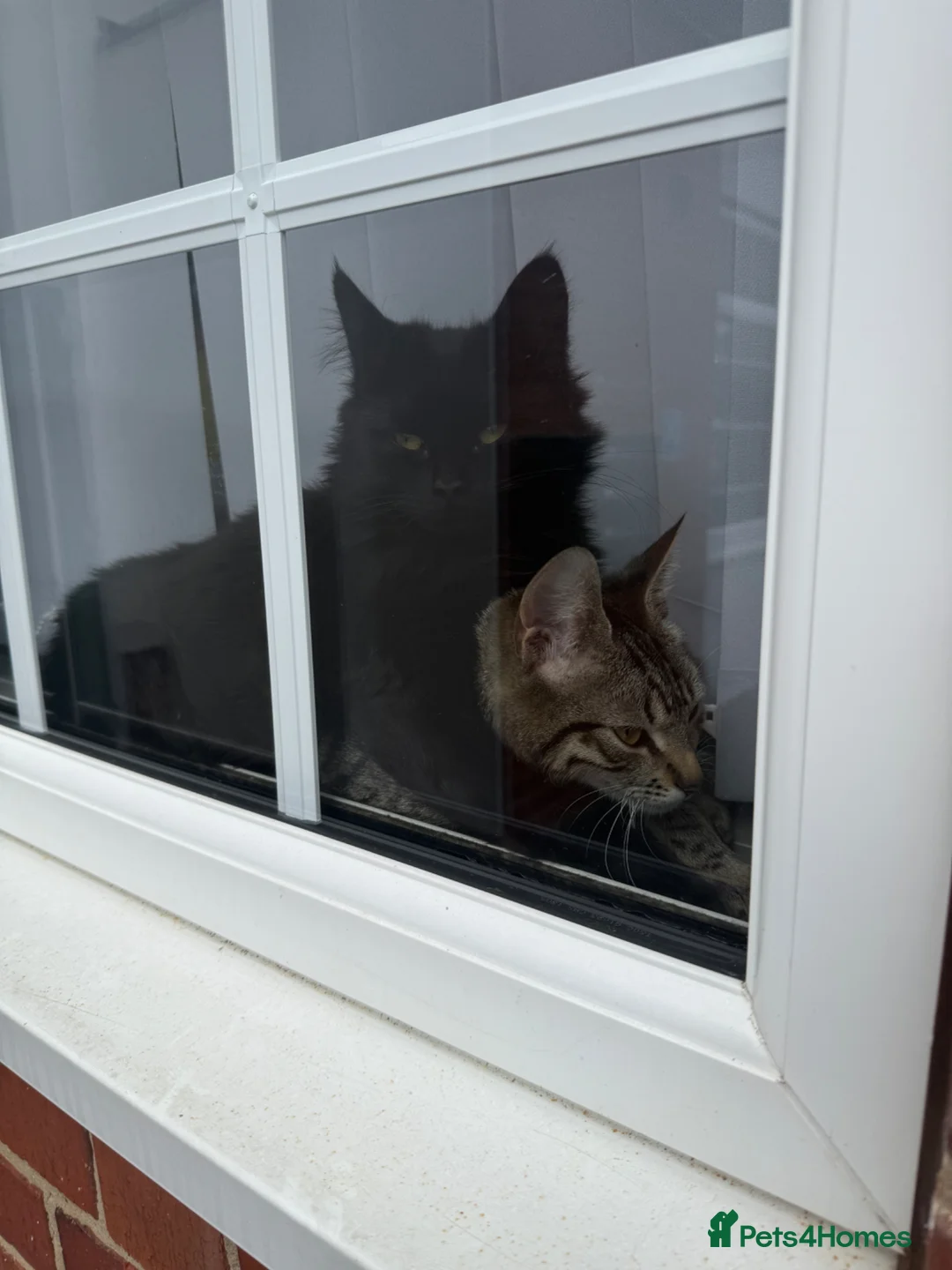 Mixed Breed cats for sale: Cats in need of rehoming in Swadlincote - Advert 1