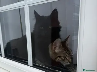 Mixed Breed cats Cats in need of rehoming - Advert 1