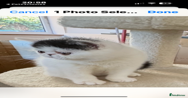 Exotic cats - Advert 6