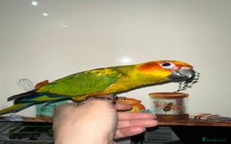 Conures birds for sale: Beautiful Hand-reared tame Sun Conure  - Advert 7