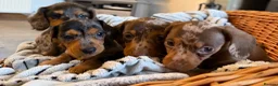 Miniature Dachshund dogs for sale: Stunning Dapple Miniature Dachshund’s  - Advert 7
