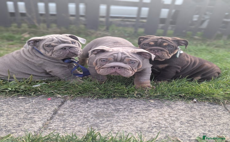English Bulldog dogs - Advert 1