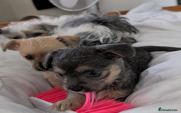 Mixed Breed dogs for sale: Jack Russell cross - Advert 7