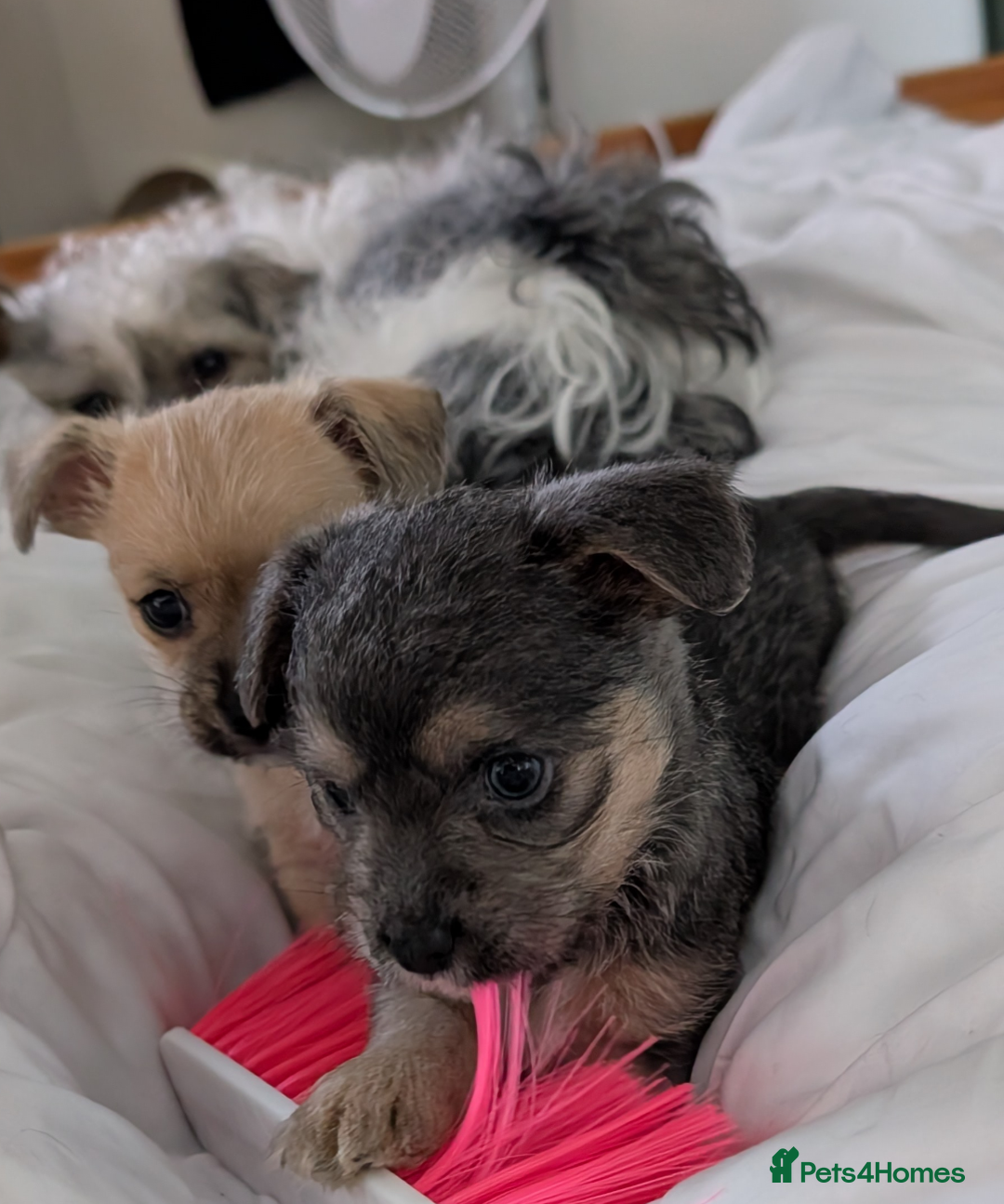 Mixed Breed dogs for sale: Jack Russell cross - Advert 7