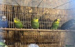 Budgerigars birds for sale: BUDGIES FOR SALE, all in good health - Image 6