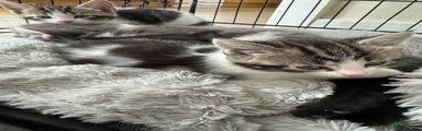 Mixed Breed Kitten 2