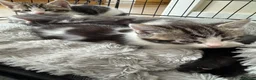 Mixed Breed cats for sale: 4 kittens for sale  - Advert 3