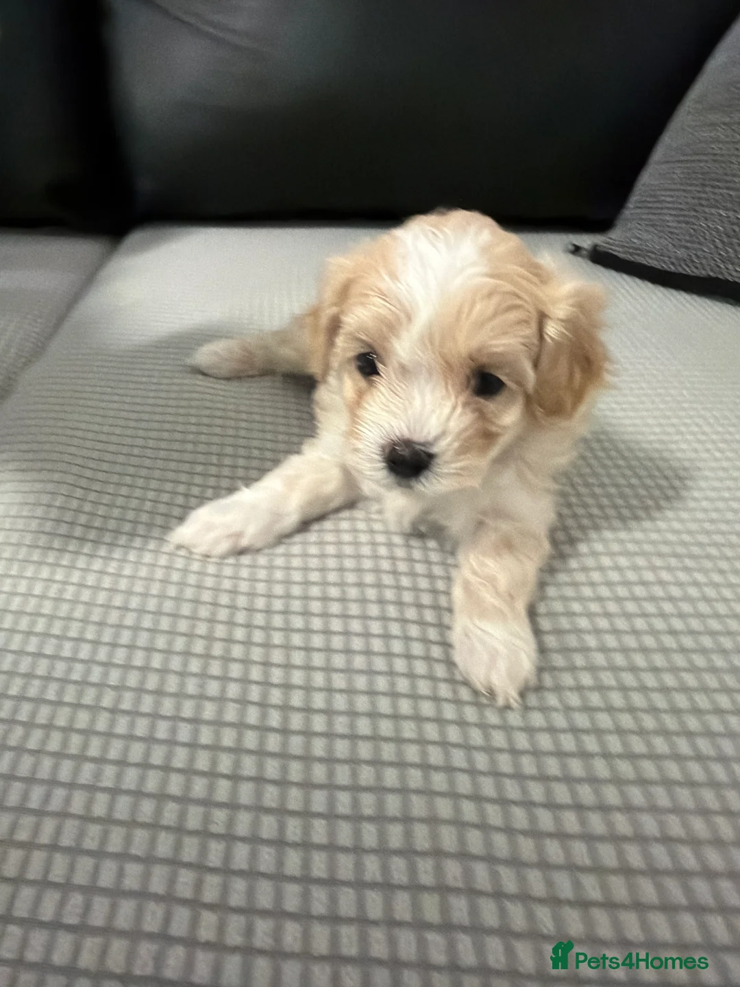 Bichon Frise dogs for sale: Bichon Frise Puppies for sale  - Advert 2