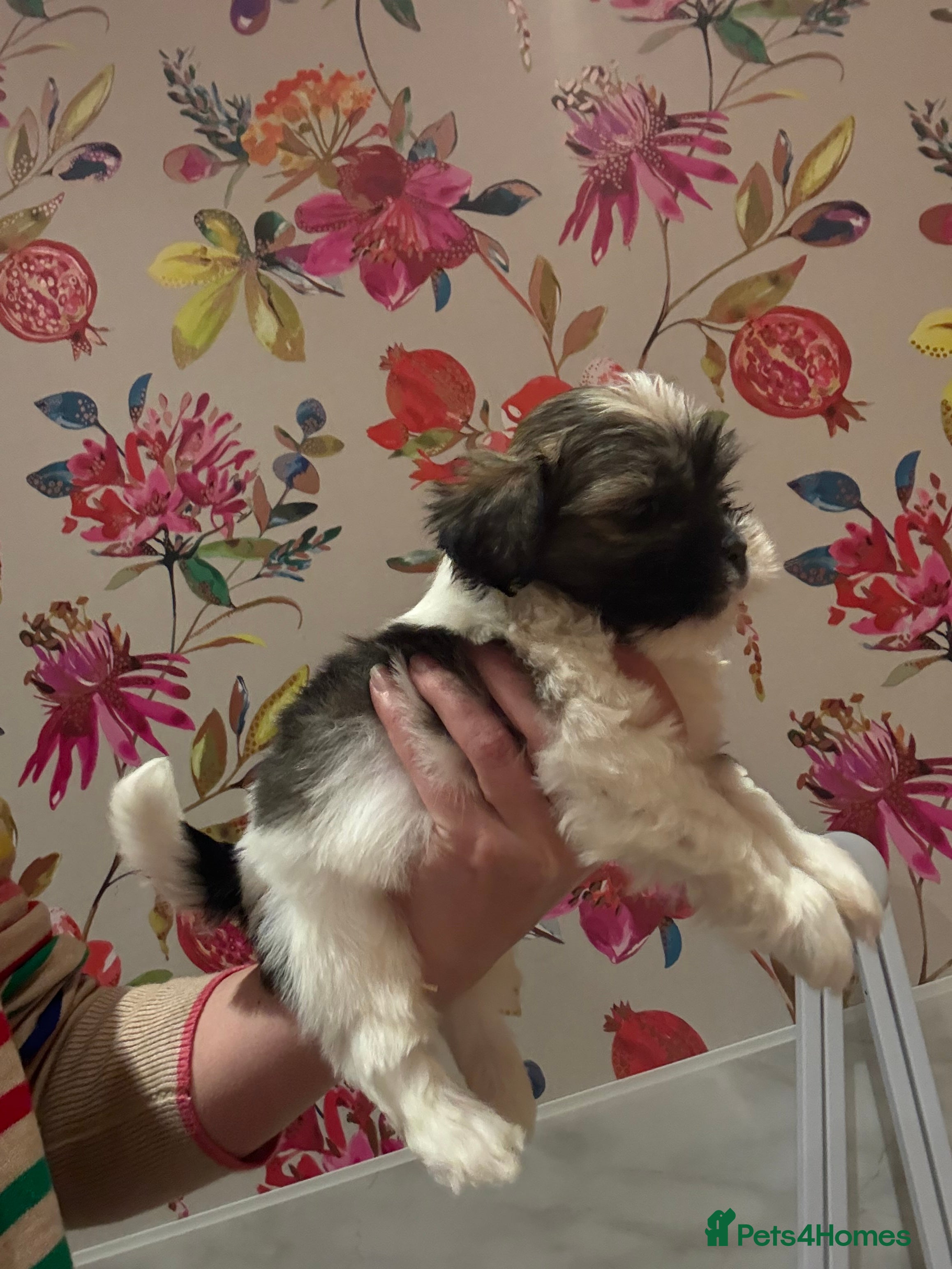 Mixed Breed dogs Last boy available 🌟 - Advert 3